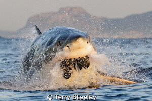 Predation. 
— Canon 1Dx, EF70-200mm f/2.8L IS II USM +1.... by Terry Steeley 